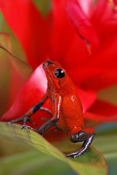 a small red frog sitting on top of a green leaf next to a red flower