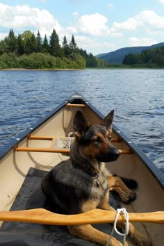 a dog is sitting in the bow of a boat