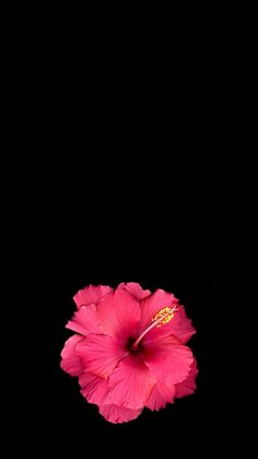 a pink flower in the middle of a black background