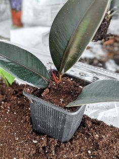 a potted plant with some dirt on the ground and a green leaf sticking out of it