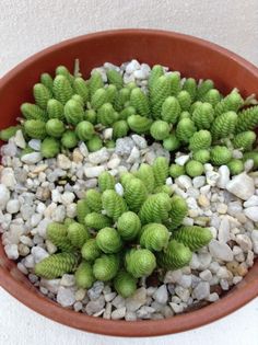 a potted plant with green leaves and rocks in the ground next to a white wall