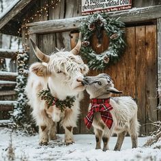 two white yaks standing in front of a wooden building with christmas wreaths on it