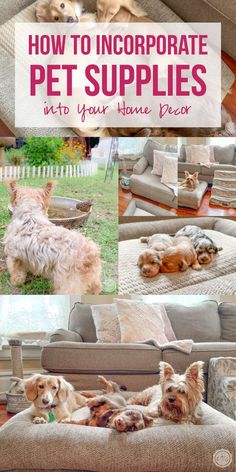 how to incorporate pet supplies into your home decor with these easy tips