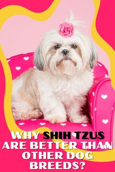 Are you a fan of Shih Tzus, or maybe just curious about what makes them special? In today's video, we're diving into why Shih Tzus are considered better than other dog breeds by some people. A Fan, Some People, Dog Breeds, Diving, Dog Cat, Short Hair Styles