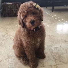 a brown dog sitting on top of a tile floor