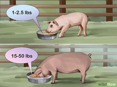 a pig eating out of a bowl with the words 1 - 5lbs below it