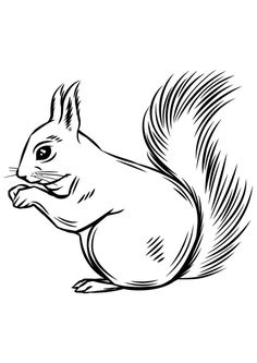 a black and white drawing of a squirrel