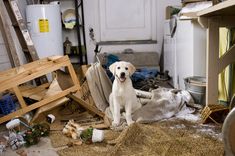 a dog is sitting on the floor next to some hay and other items in a garage