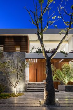 a tree in front of a modern house at night