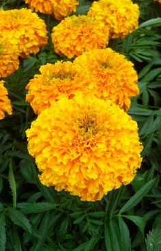 yellow flowers with green leaves in the background