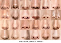 an image of different types of nose shapes and sizes in various poses, including the nose