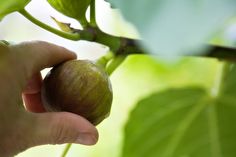 a hand picking an unripe fig from a tree