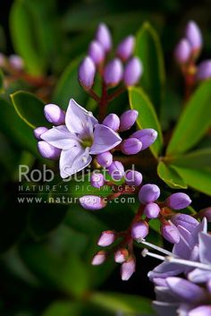 small purple flowers with green leaves in the background