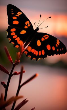 an orange and black butterfly sitting on top of a plant