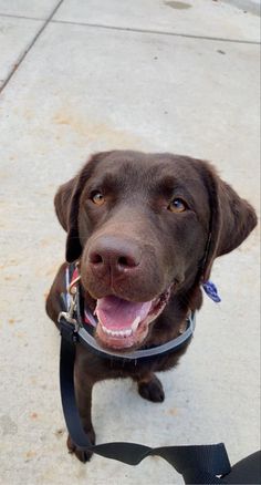 Winter Lab Puppies Chocolate, Brown Lab Puppies, Choc Lab Puppy, Chocolate Lab Service Dog, Baby Chocolate Lab, Chocolate Labs Puppy