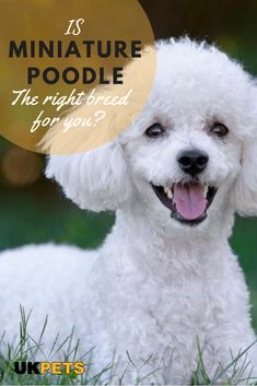 a white poodle with the words is miniature poodle the right breed for you?