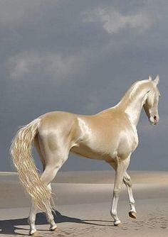 a white horse standing on top of a sandy beach next to the ocean with dark clouds in the background