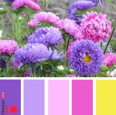 purple and yellow flowers are in the foreground with pink, blue, and yellow colors