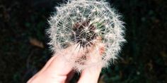 a person holding a dandelion in their hand