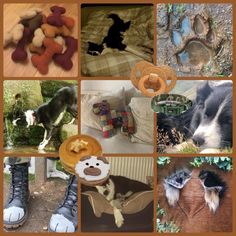 a collage of pictures with dogs, cats and other things to see in them