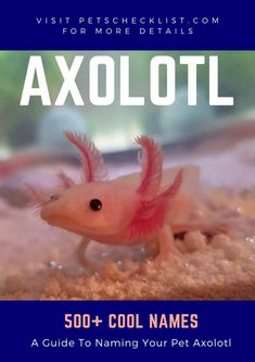 an axolotli with pink hair on it's head and the title, 500 + cool names