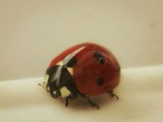 a lady bug sitting on top of a white surface