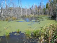 the swamp is full of green algae and trees