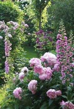 some pink flowers are growing in the garden