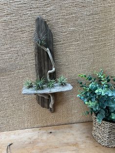 a wooden shelf with succulents on it next to a potted plant