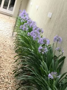 purple flowers line the side of a building with gravel on the ground and grass in front