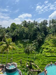 people are swimming in a pool surrounded by lush green rice terraces and palm trees on the hillside