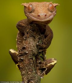 a small lizard is sitting on top of a tree branch with its eyes wide open