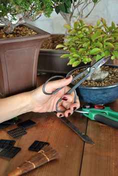 a person holding scissors near a potted plant