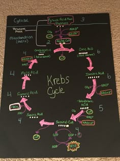 a blackboard with writing on it that says kerbs cycle and arrows pointing in different directions