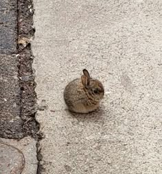 a small rabbit sitting on the side of a road next to a street curb and sidewalk