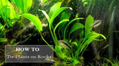 an aquarium with plants growing out of it and the words how to tie plants on rocks