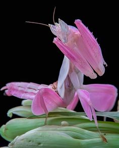 a close up of a pink and white praying mantissa