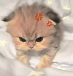 a small kitten with orange spots on it's head and paws, walking across a white sheet