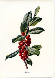 a branch with red berries and green leaves on it, from the natural history of plants