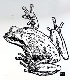 a black and white drawing of a frog