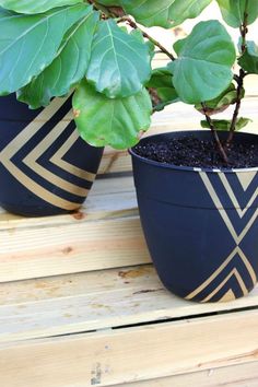 two potted plants sitting on top of a wooden table next to each other,