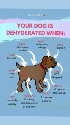 a brown dog with the words, your dog is dehydrated when