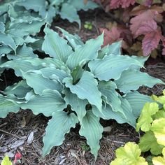 some green plants are growing in the dirt and mulchy grass on the ground