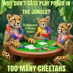 two cheetah playing cards at a table with the caption why don't cats play poker in the jungle?