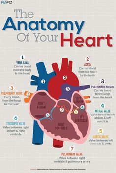 Human heart [Anatomy, Structure & physiology] | The ultimate Guide for Beginners Anatomy Of The Heart, Heart Blockage, Human Heart Anatomy, Tricuspid Valve, Heart Anatomy, Medical School Essentials, Heart Words, Healthy Diet Tips