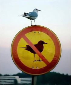 a bird sitting on top of a no birds allowed sign