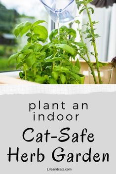 an indoor cat - safe herb garden with text overlay that reads, plant an indoor cat - safe herb garden