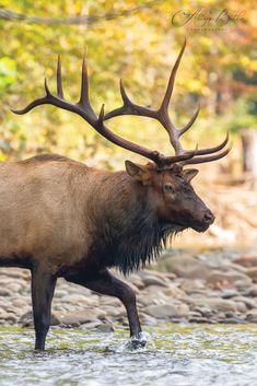 a large elk walking across a river with lots of antlers on it's head