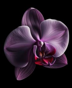 an orchid flower with purple petals on a black background