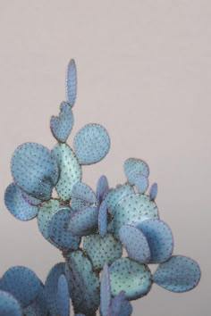 a blue plant with lots of tiny dots on it's leaves is shown in front of a white wall